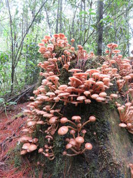 Armillaria puiggarii Speg. 1889 resmi