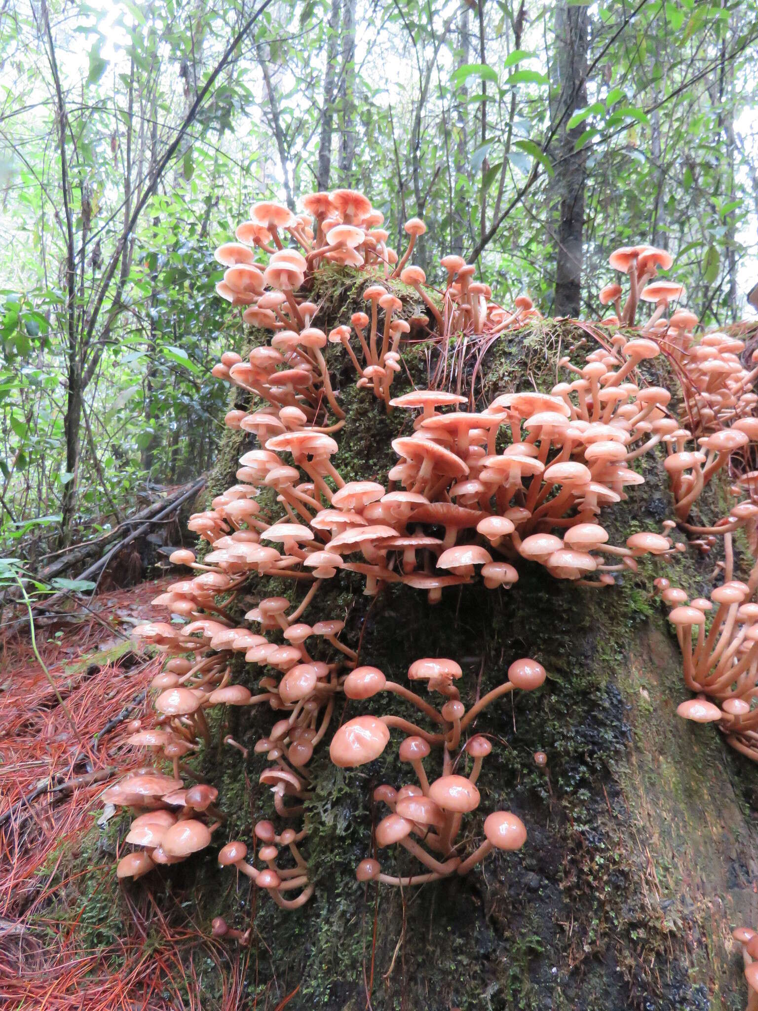 Image de Armillaria puiggarii Speg. 1889