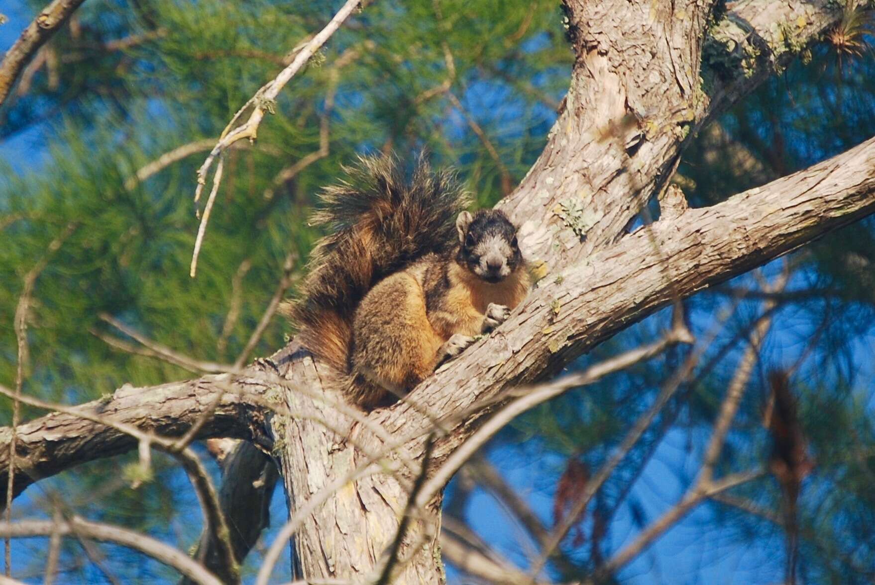 صورة Sciurus niger avicennia A. H. Howell 1919