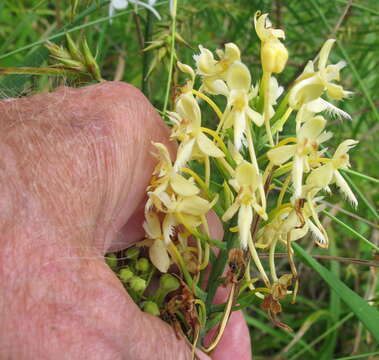 Image of fringed orchid