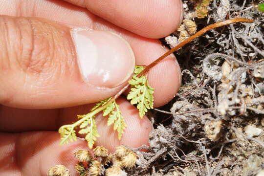 Image of Wright's lipfern