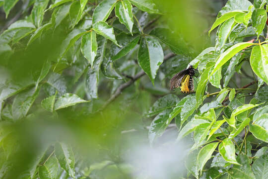 Image of Golden Birdwing Butterfly