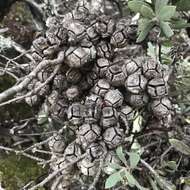 Image of Santa Cruz Cypress