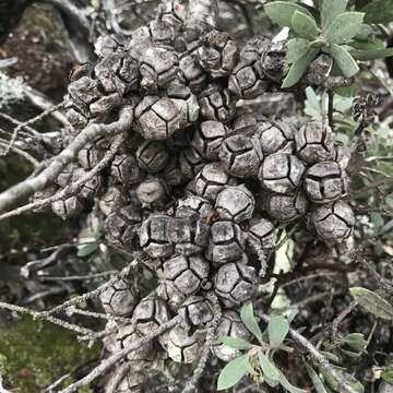 Cupressus goveniana var. abramsiana (C. B. Wolf) Little resmi