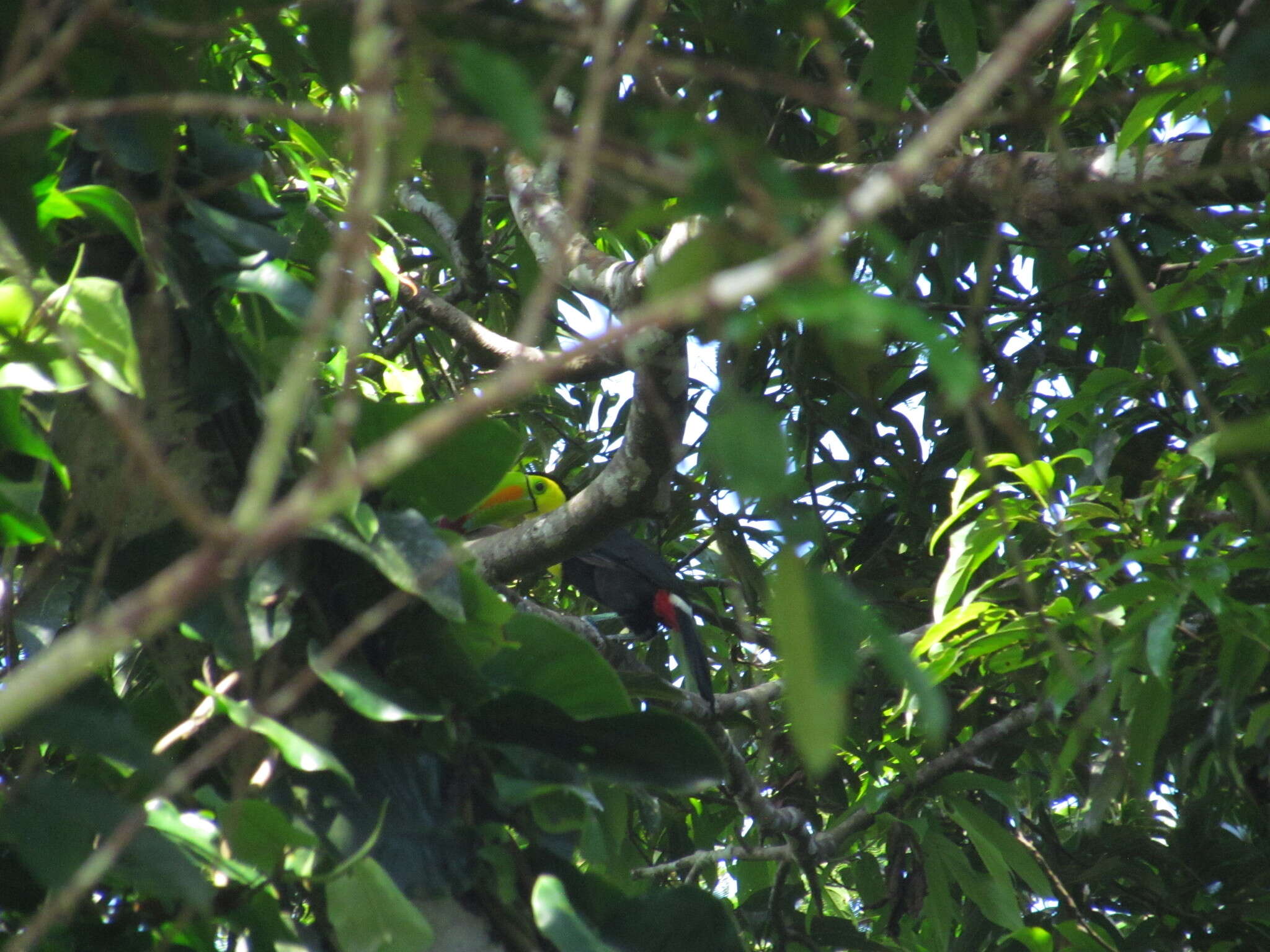 Image of Keel-billed Toucan