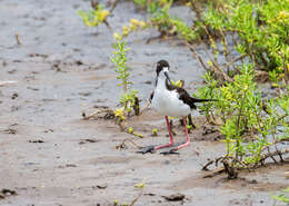 Image of Hawaiian stilt