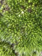 Image of brittle swan-neck moss