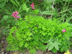 Image of Corydalis buschii Nakai