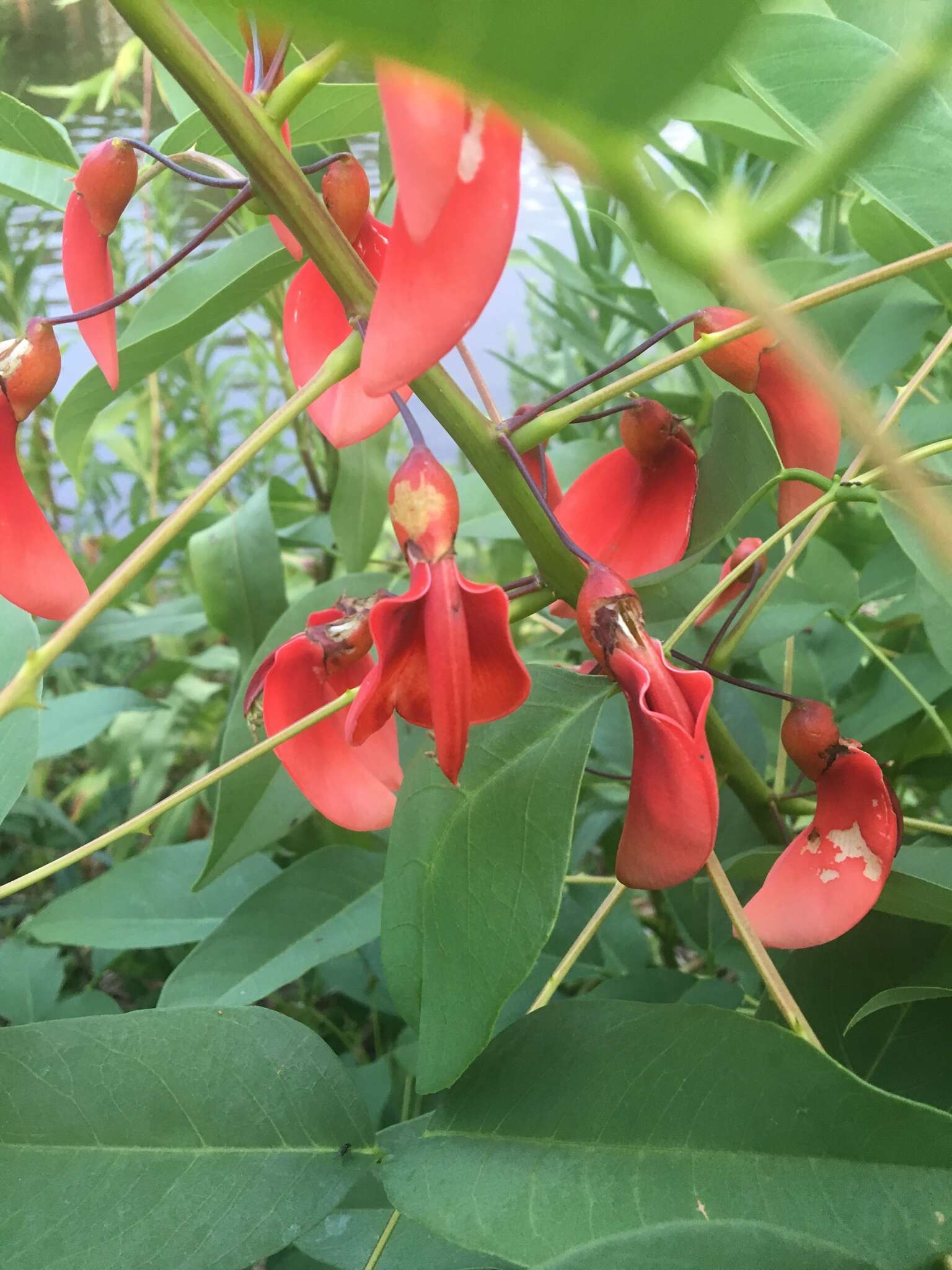 Слика од Erythrina crista-galli L.