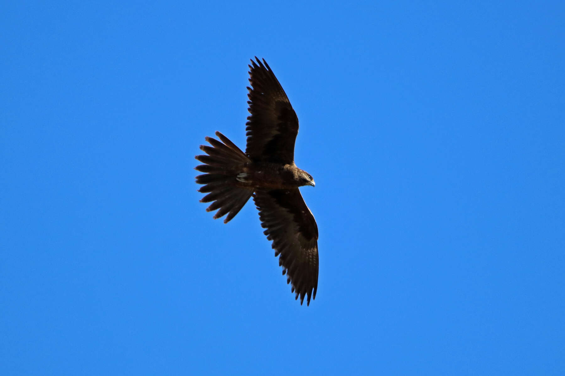 Image of Black Falcon