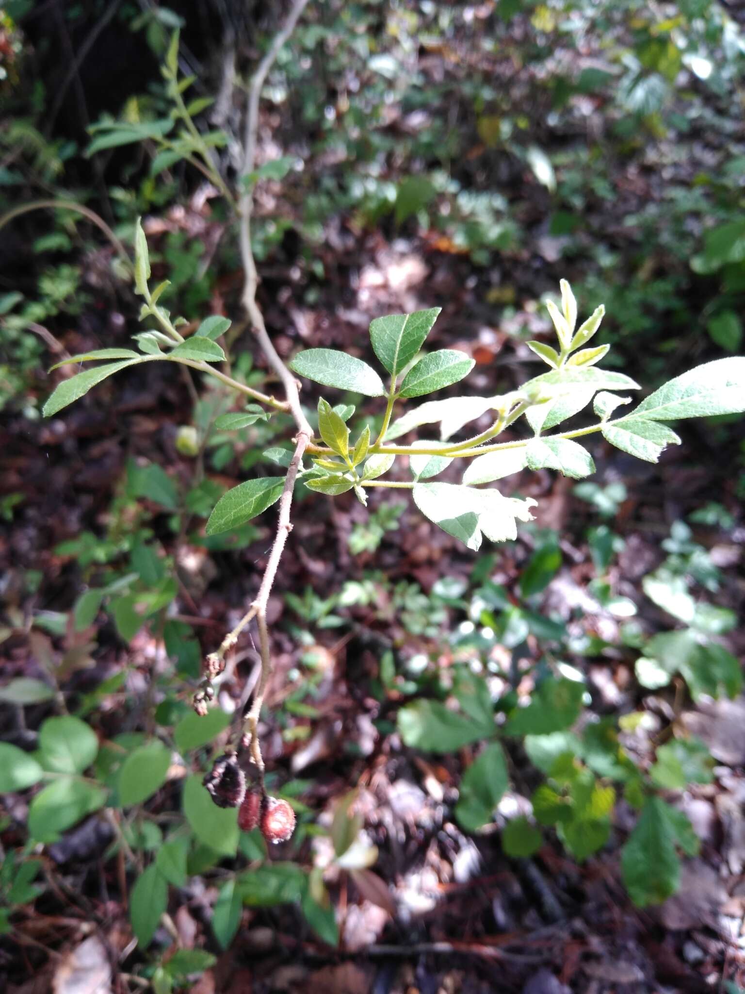 Image of Rhus terebinthifolia Schltdl. & Cham.