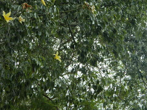 Image of Ceiba chodatii (Hassl.) P. Ravenna