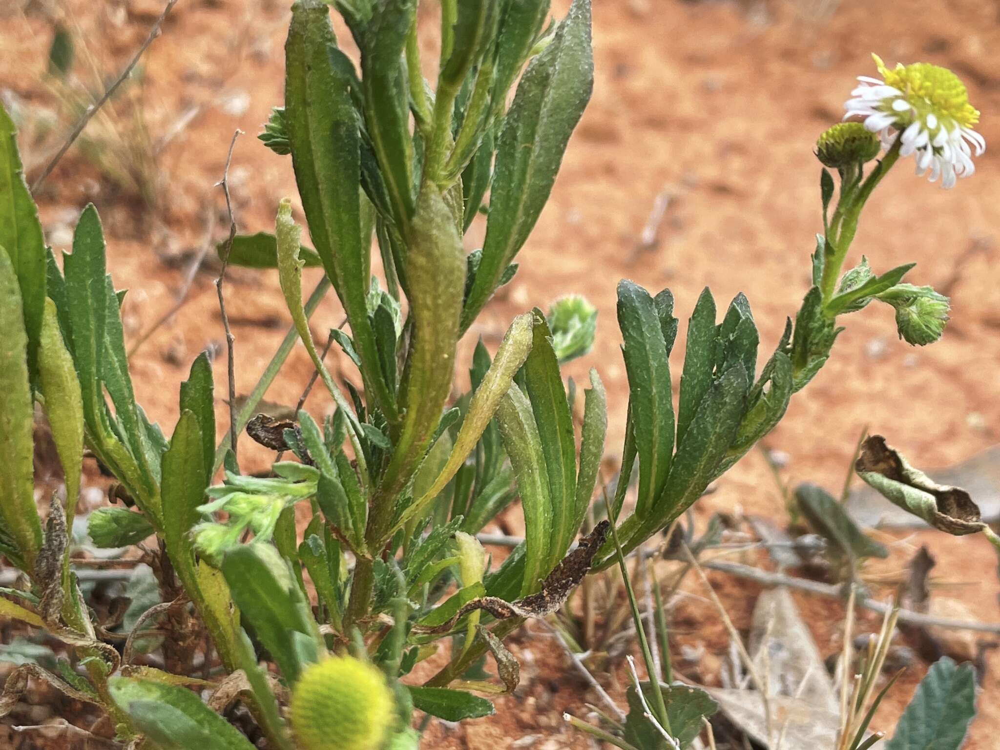 Image of Calotis plumulifera F. Müll.