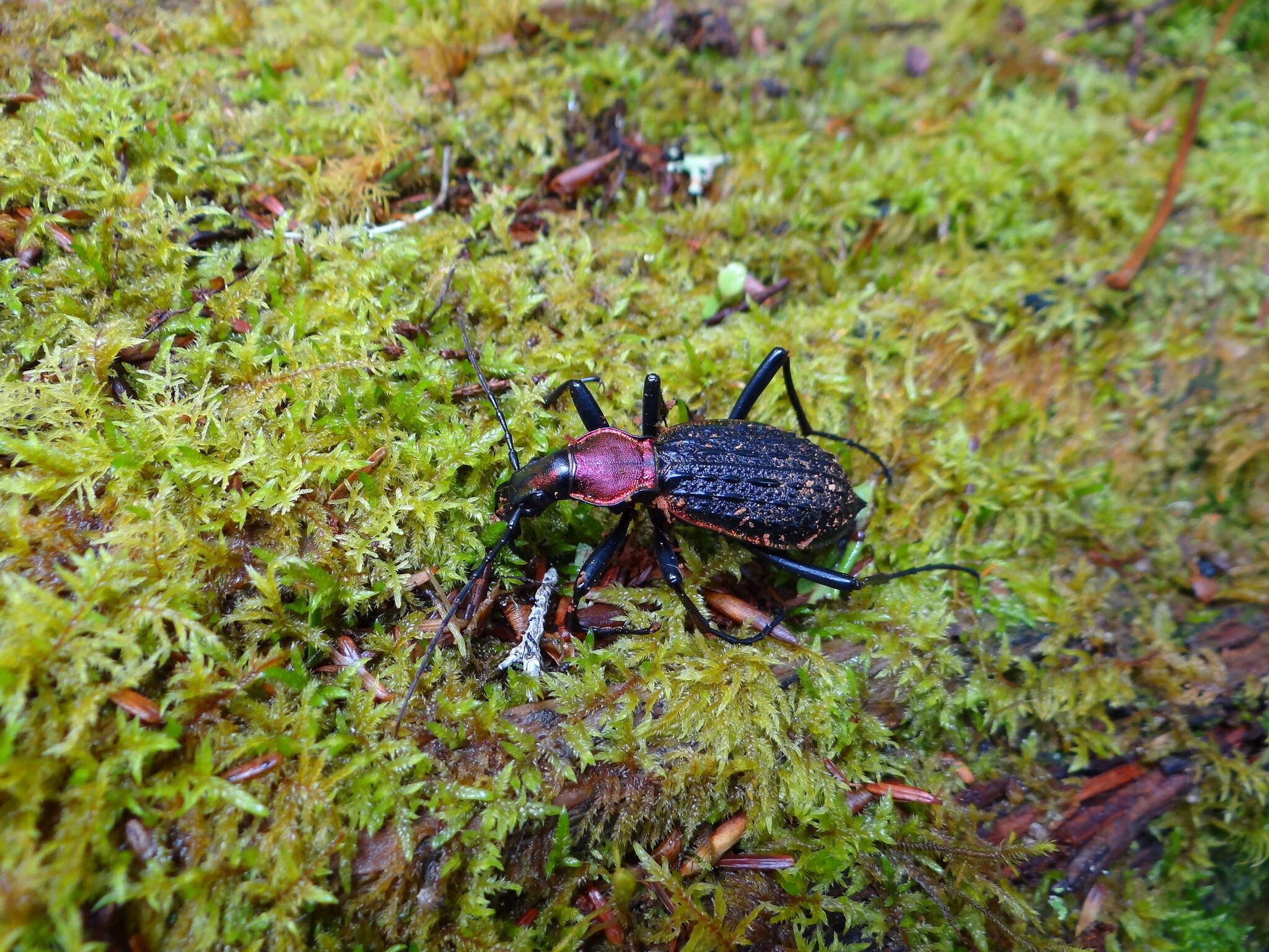 Image of Carabus (Coptolabrus) nankotaizanus Kano 1932