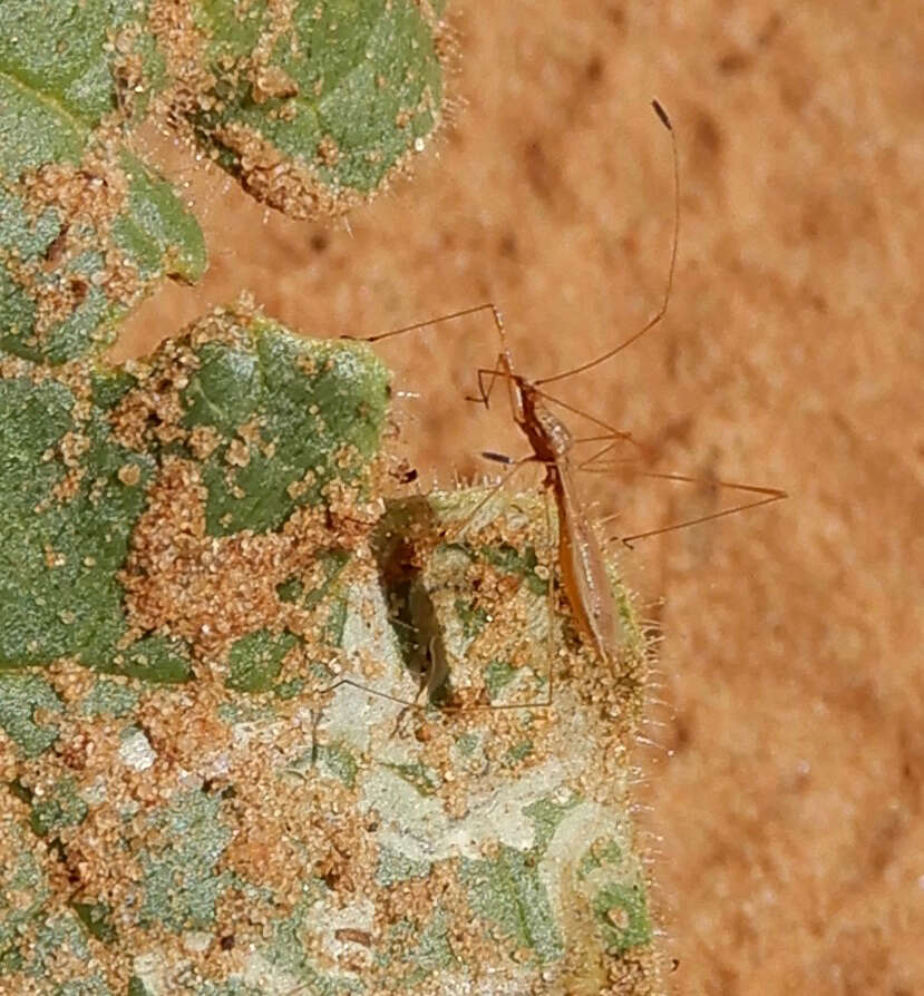 Image of Spined Stilt Bug