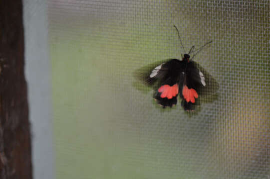 صورة <i>Parides eurimedes mylotes</i> (Bates 1861)