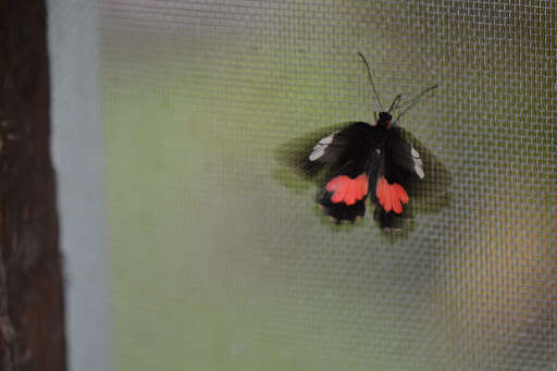 صورة <i>Parides eurimedes mylotes</i> (Bates 1861)