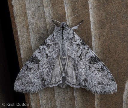 Image of Piney Moth