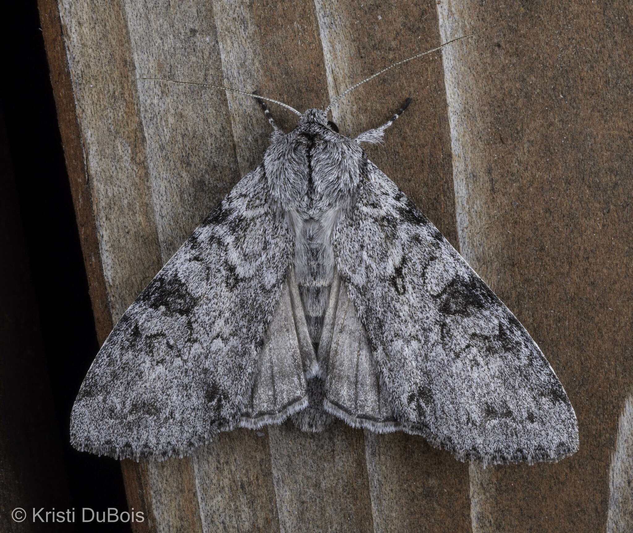 Image of Piney Moth