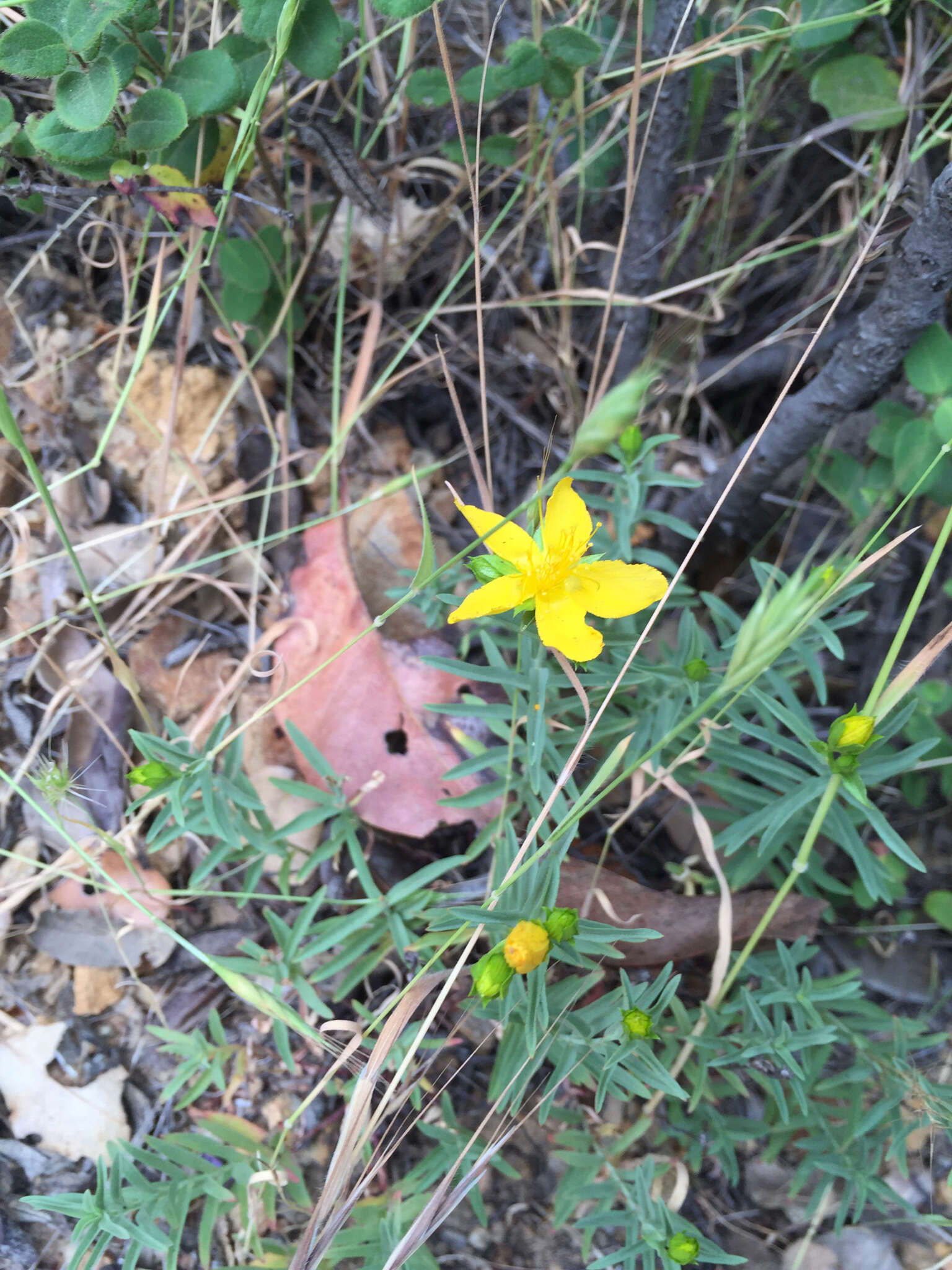 Plancia ëd Hypericum concinnum Benth.