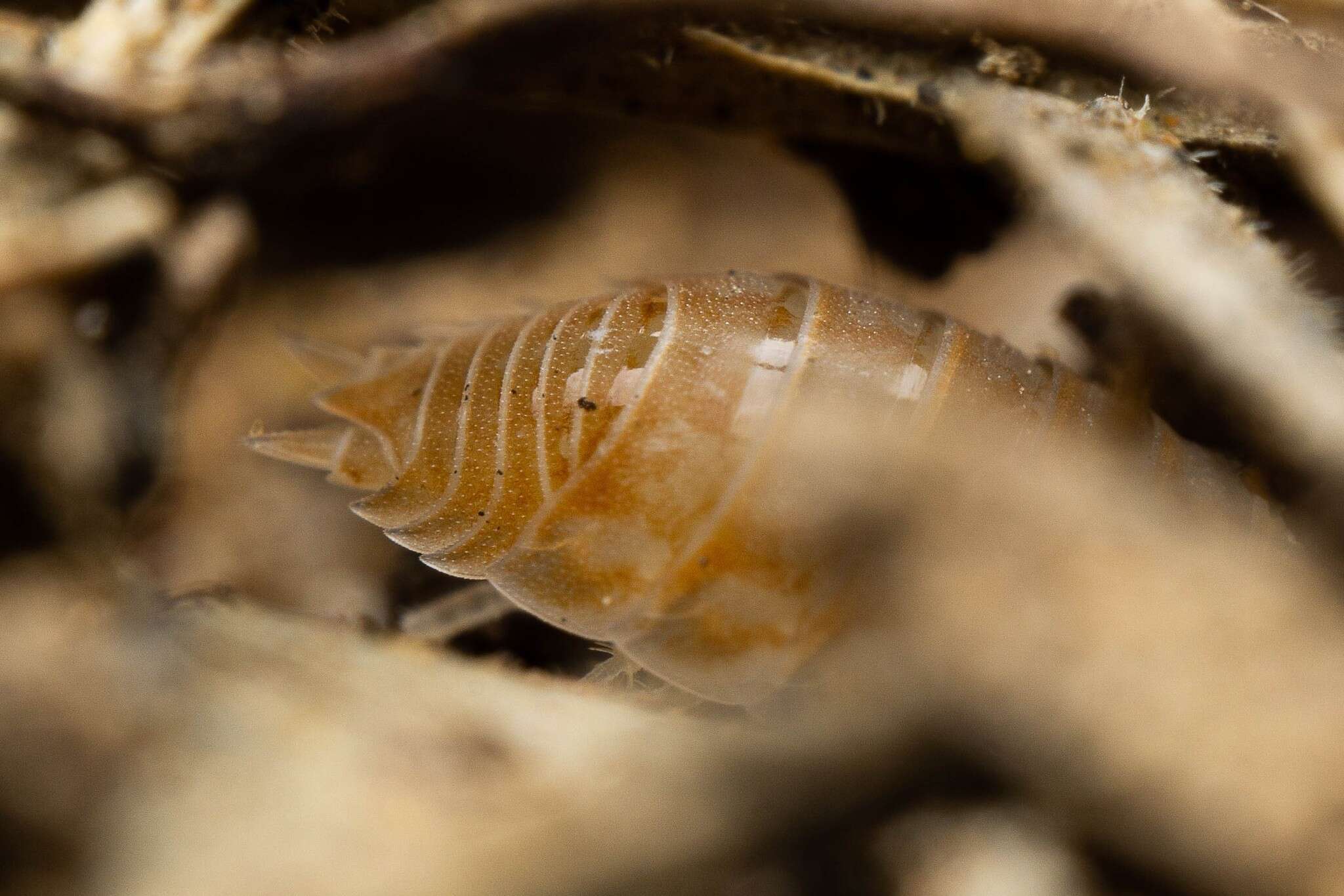 Image of Isopod