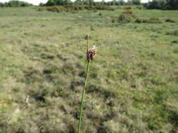 Schoenus nigricans L. resmi