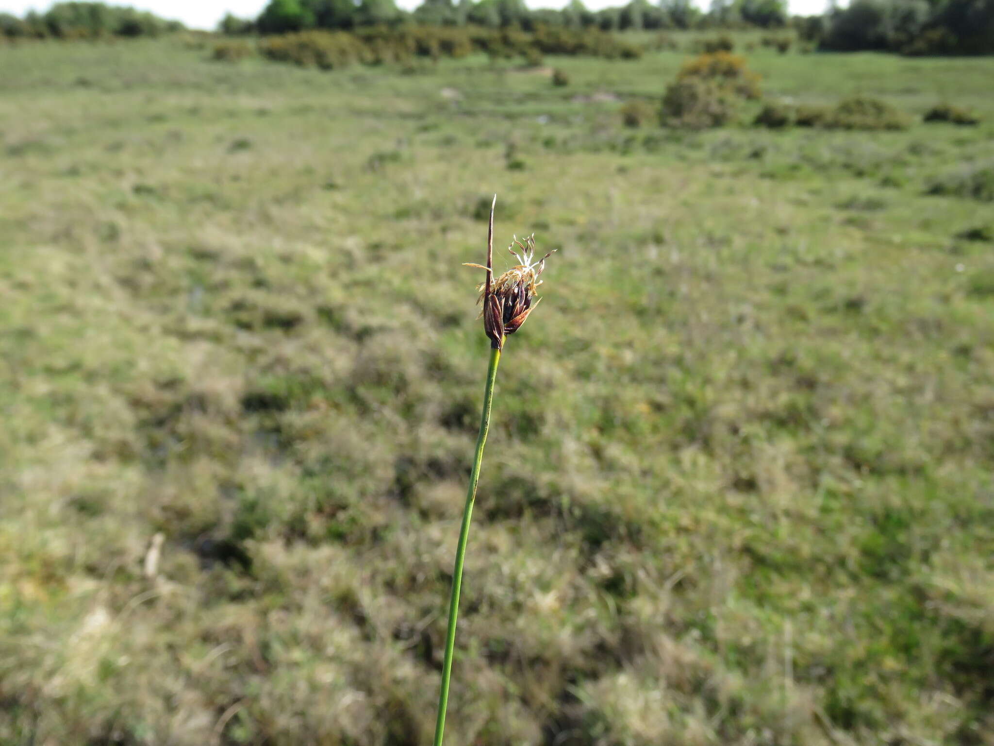 Image of Black Bog-rush