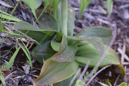 Image of Gavilea platyantha (Rchb. fil.) Ormerod