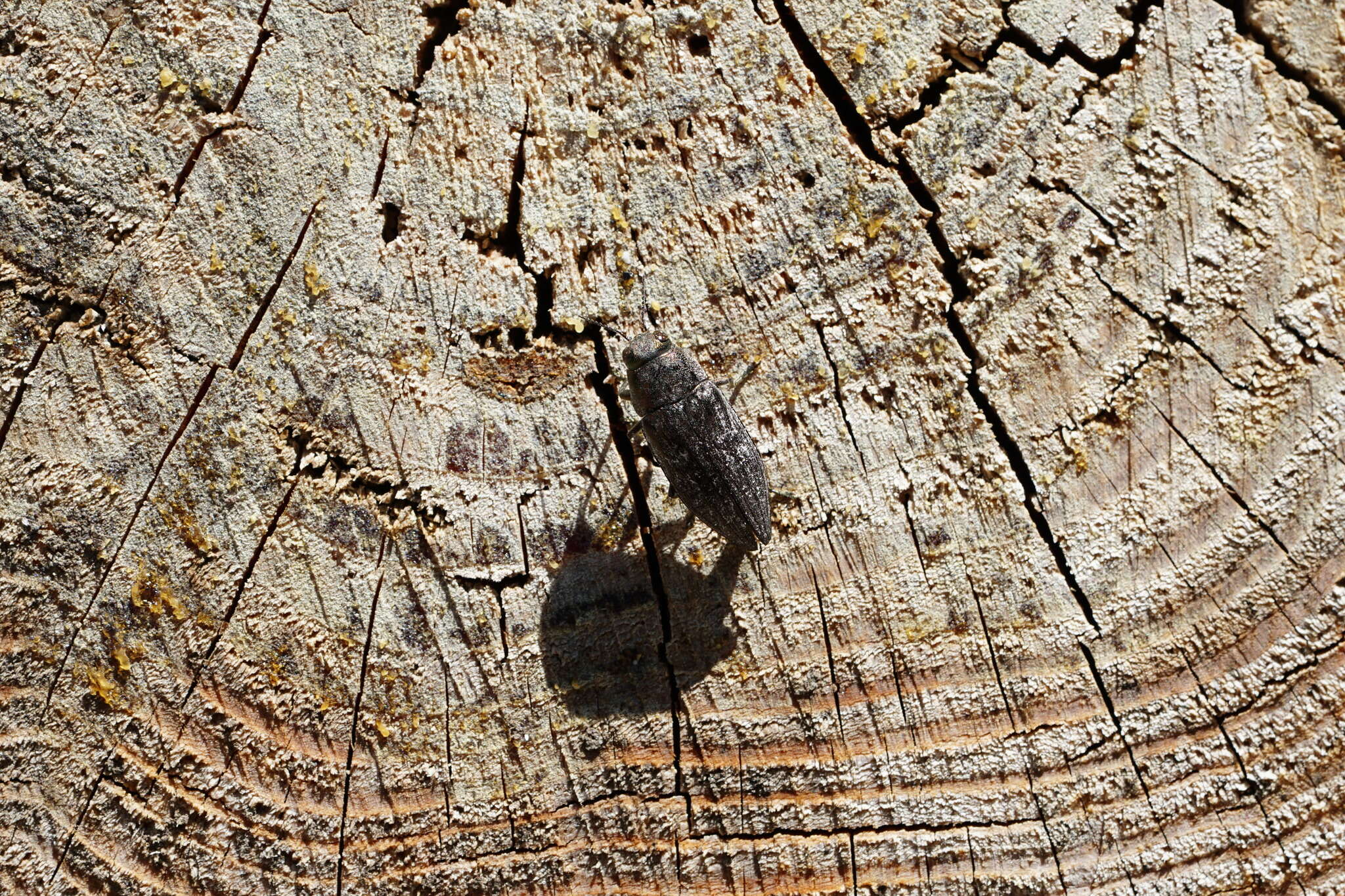 Imagem de Buprestis rustica Linnaeus 1758