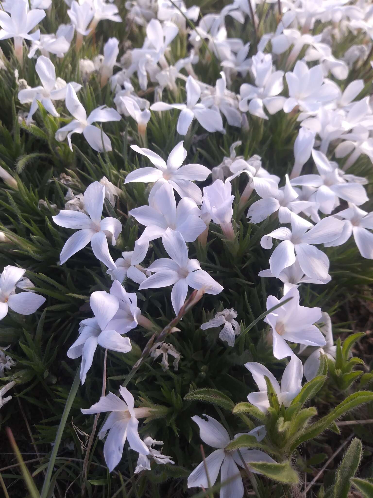 Image of Missoula phlox