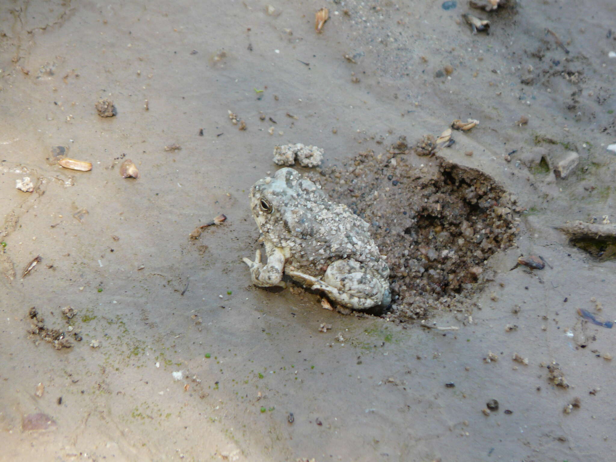 Image of southwestern toad