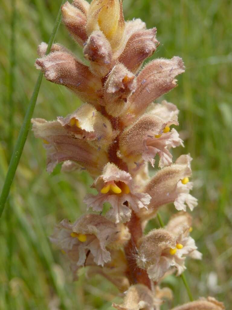 Imagem de Orobanche lutea Baumg.