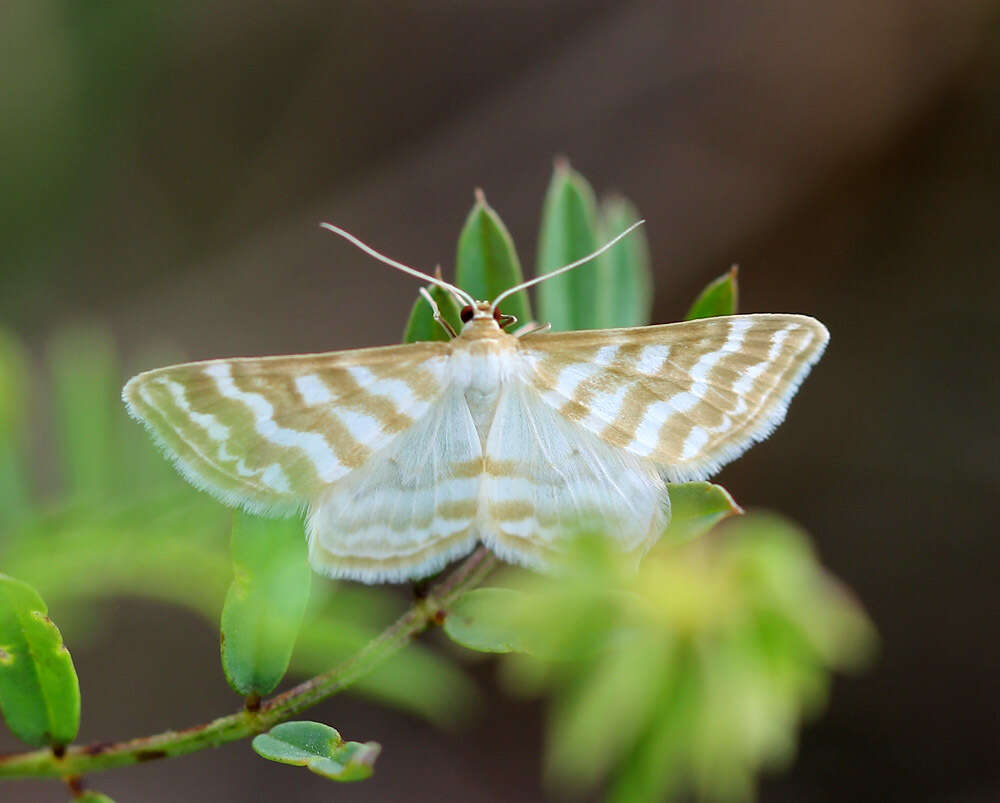 Image of Idaea sericeata