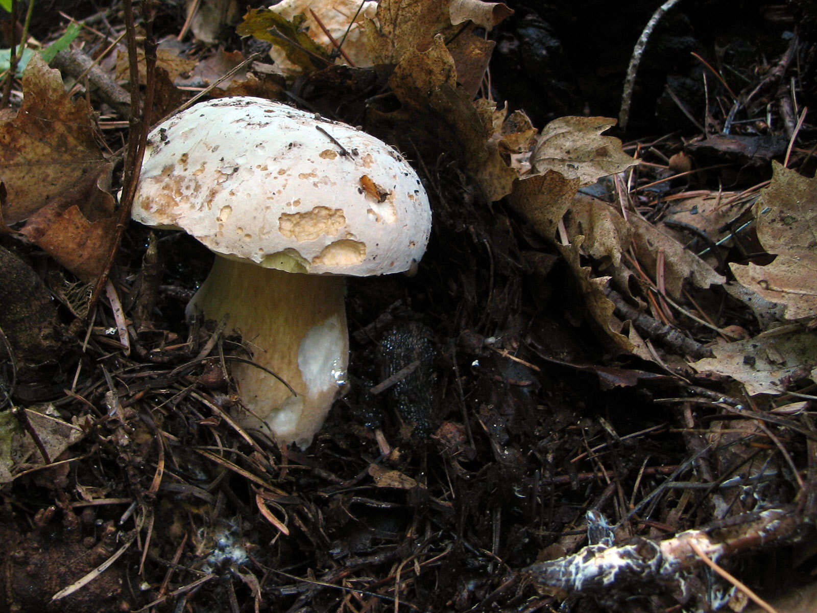 Sivun Boletus barrowsii Thiers & A. H. Sm. 1976 kuva