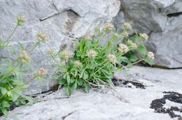 Image of Valeriana apula Pourr.