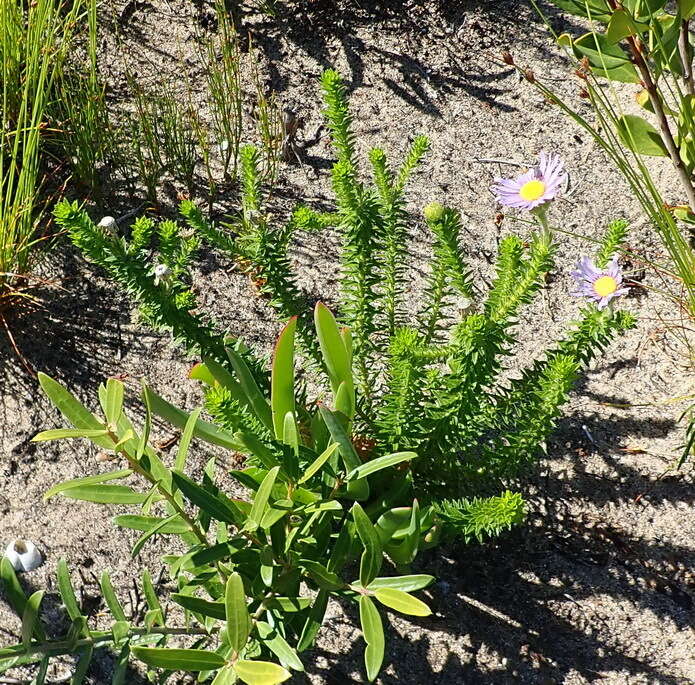 Image of Dune daisy