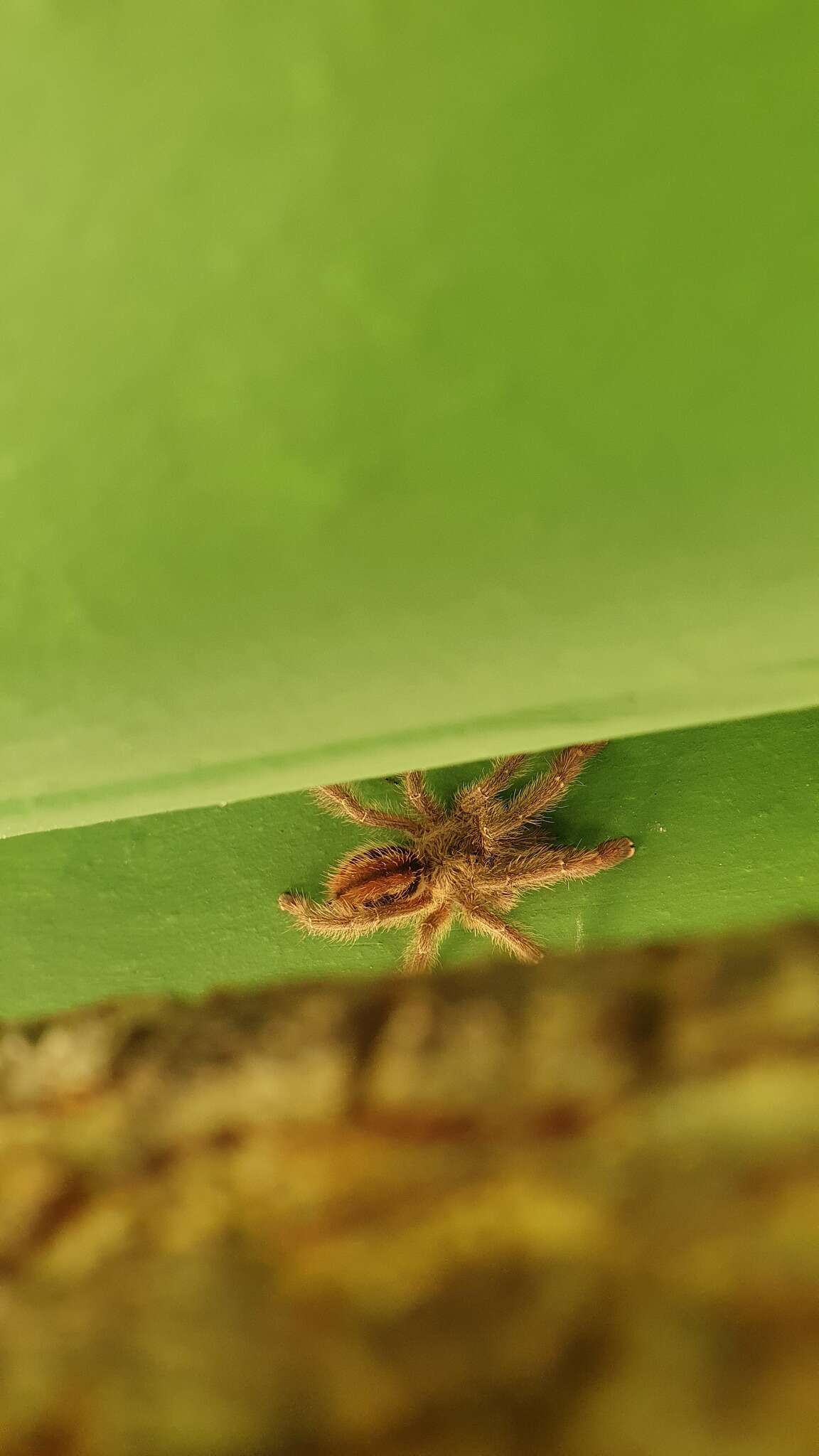 Image of Bahia Purple Red Tarantula