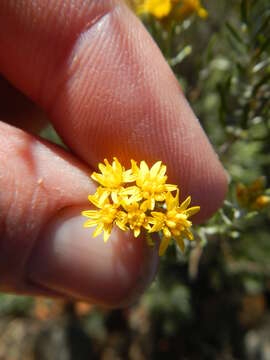 Image of Oedera tricephala (DC.) N. G. Bergh