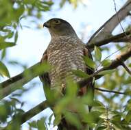 Image of Chilean Hawk