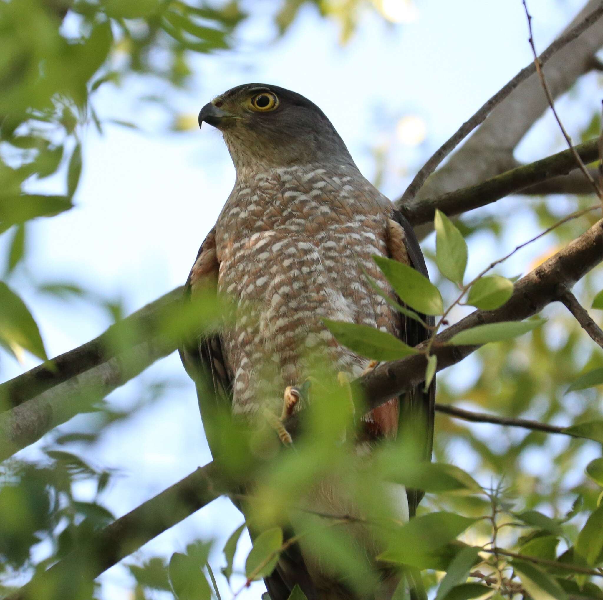 Imagem de Accipiter chilensis Philippi & Landbeck 1864