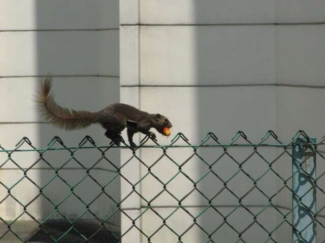 Image of Plantain Squirrel