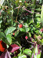 Imagem de Fragaria vesca subsp. californica (Cham. & Schltdl.) Staudt