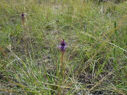 Image of Leavenworth's eryngo