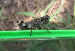 Image of Pine Tree Spur-throat Grasshopper