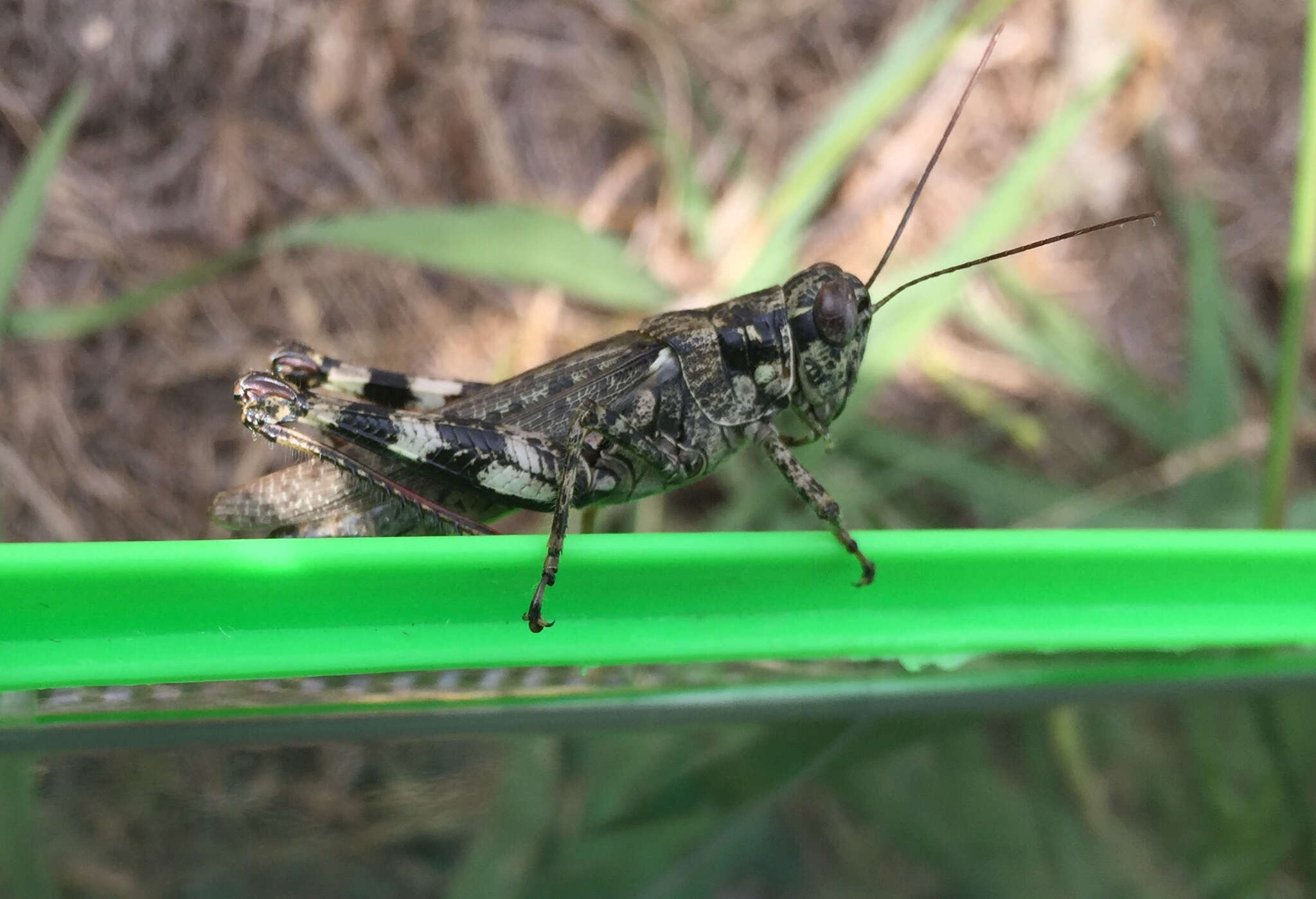 Слика од Melanoplus punctulatus (Uhler 1862)