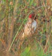 Image of Red-headed Quelea