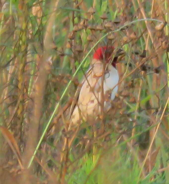 Image of Red-headed Quelea