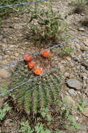 صورة Ferocactus peninsulae (F. A. C. Weber) Britton & Rose