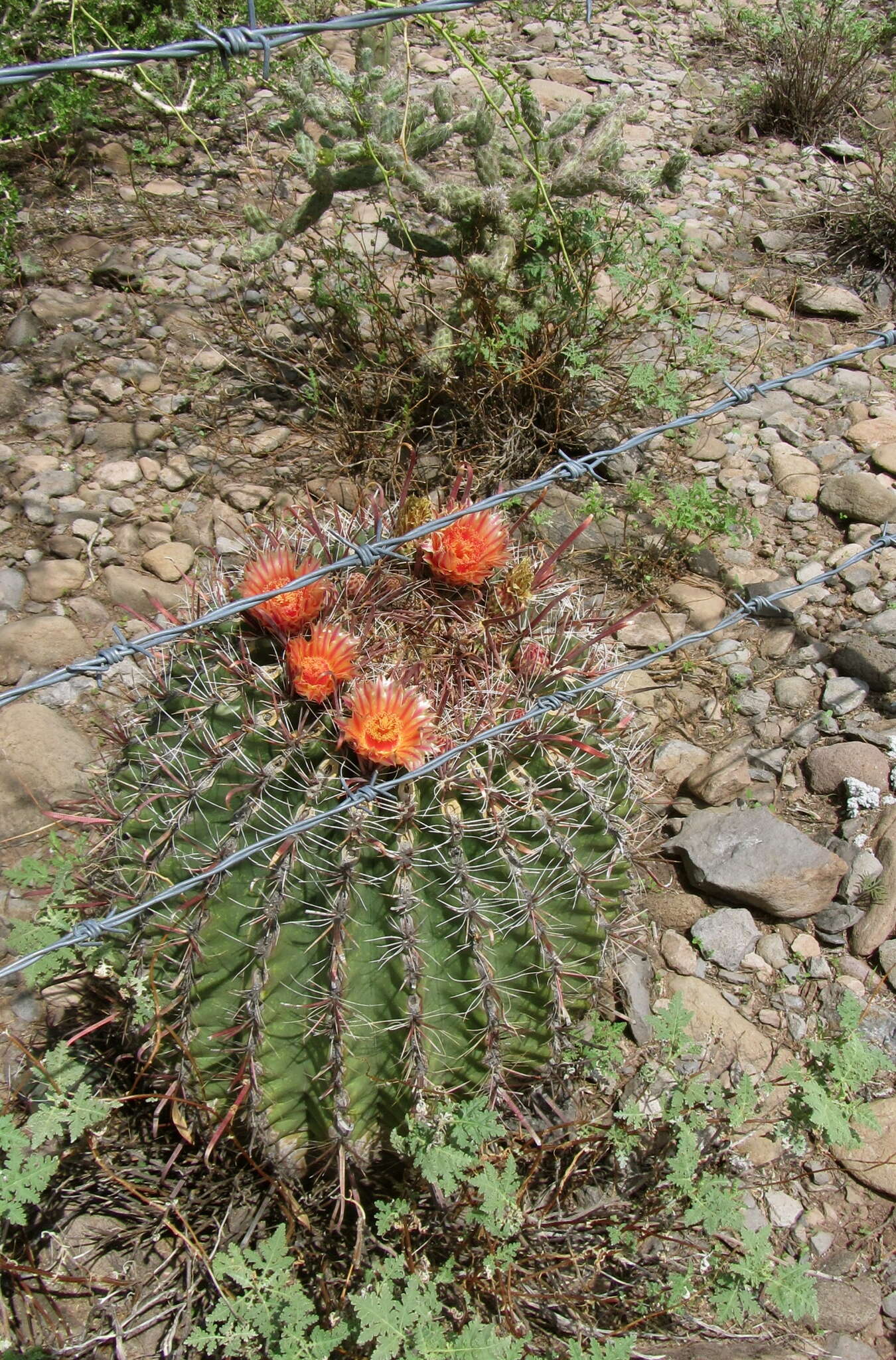 صورة Ferocactus peninsulae (F. A. C. Weber) Britton & Rose