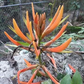 Image of Erythrina leptorhiza DC.